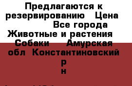 Предлагаются к резервированию › Цена ­ 16 000 - Все города Животные и растения » Собаки   . Амурская обл.,Константиновский р-н